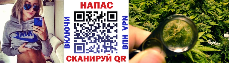 сколько стоит  Брюховецкая  Шишки марихуана конопля 